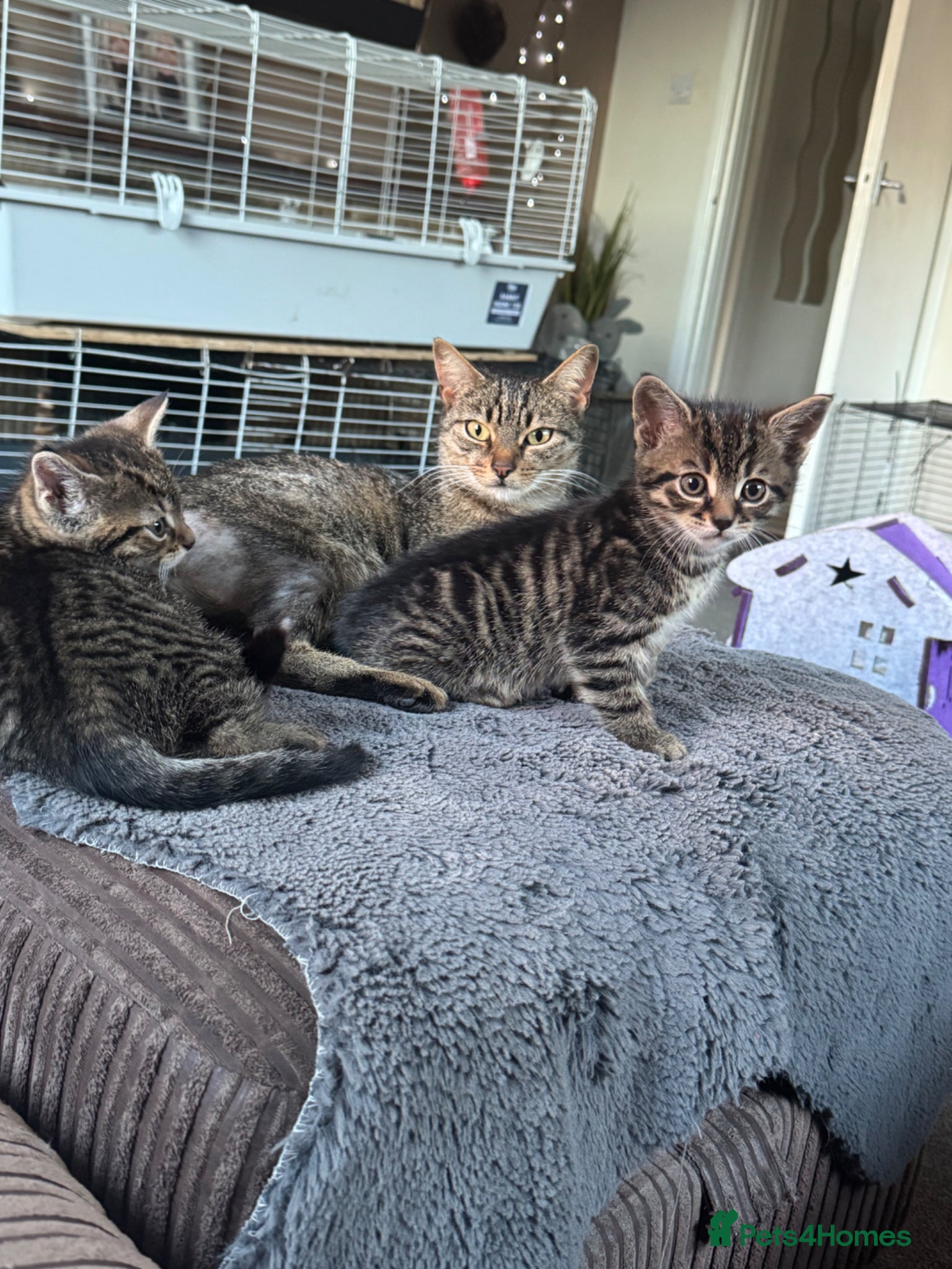 Mixed Breed cats Kittens  - Advert 6