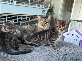 Mixed Breed cats Kittens - Advert 12