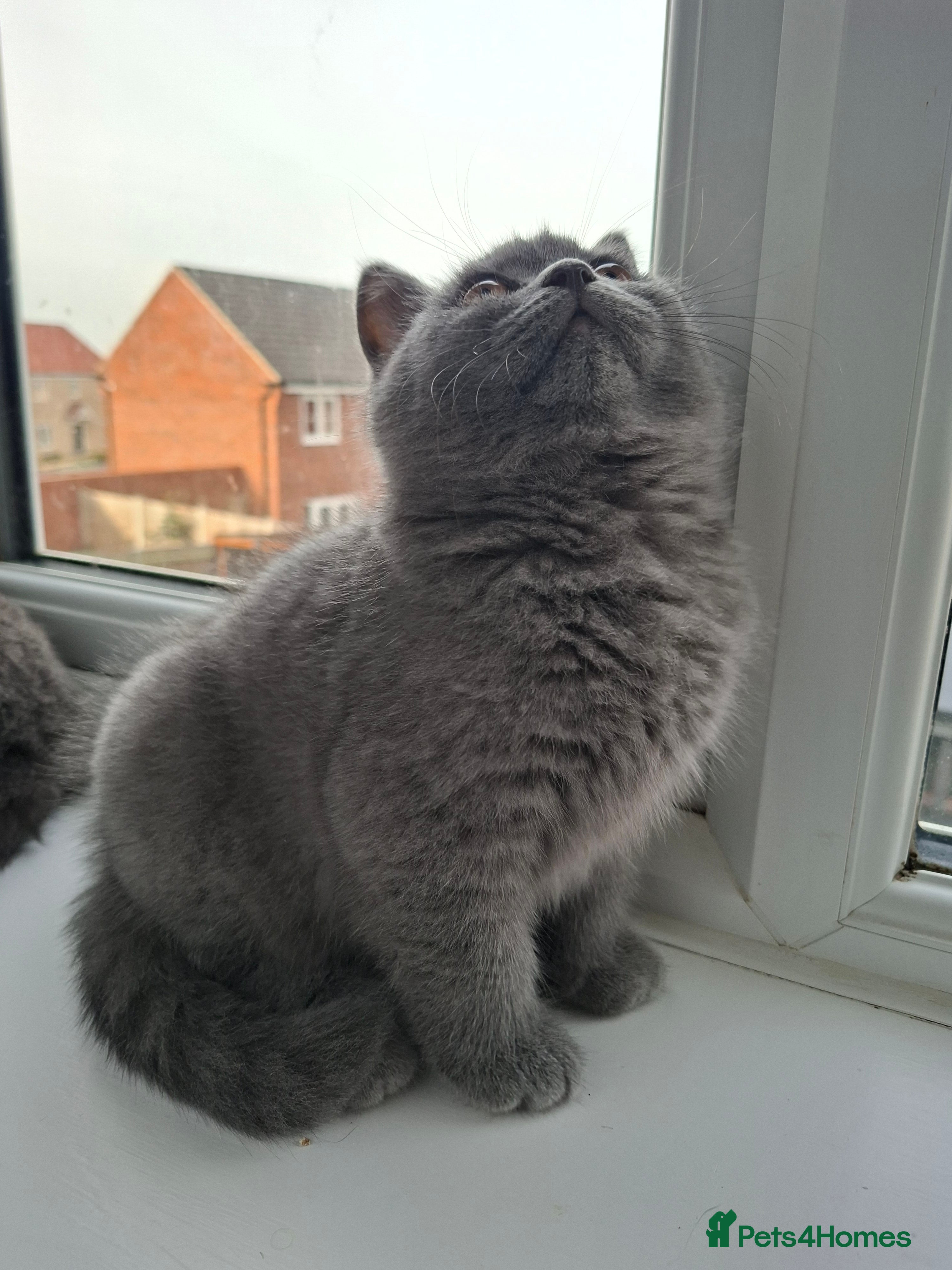 British Shorthair cats  one chunky blue boy available GCCF registered 🌟 - Advert 6