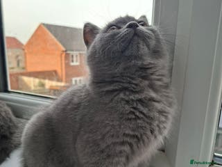 British Shorthair cats one chunky blue boy available GCCF registered 🌟 - Advert 6
