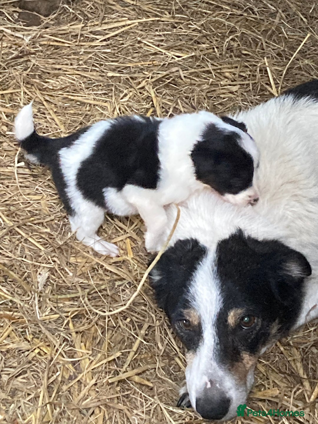 Border Collie dogs for sale: Collies ready now - Image 2