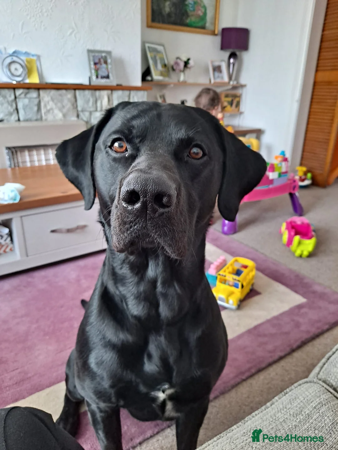 Labrador Retriever dogs for stud: Black Labrador for stud - North West - Proven stud in Saint Helens - Advert 13