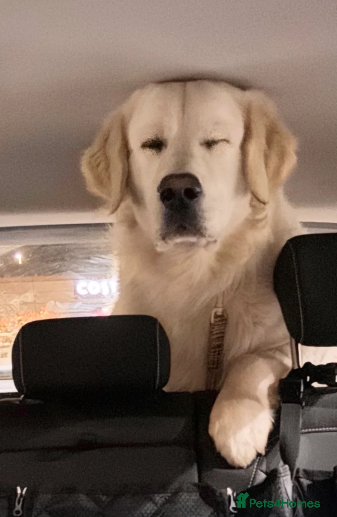 Golden Retriever dogs for stud: 💙 COMPLETLEY DNA CLEAR, ict 1 & 2 CLEAR💙 - Advert 2