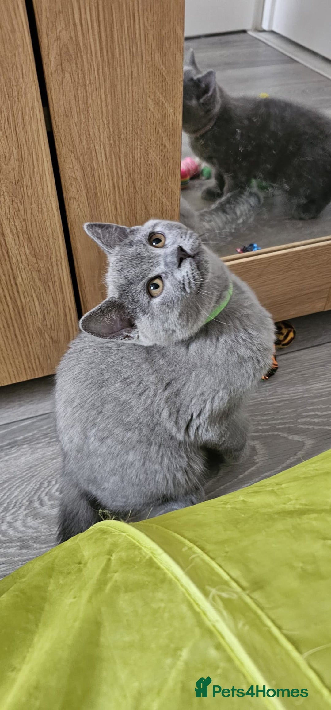 British Shorthair cats for sale: British Blue Shorthair - Image 23