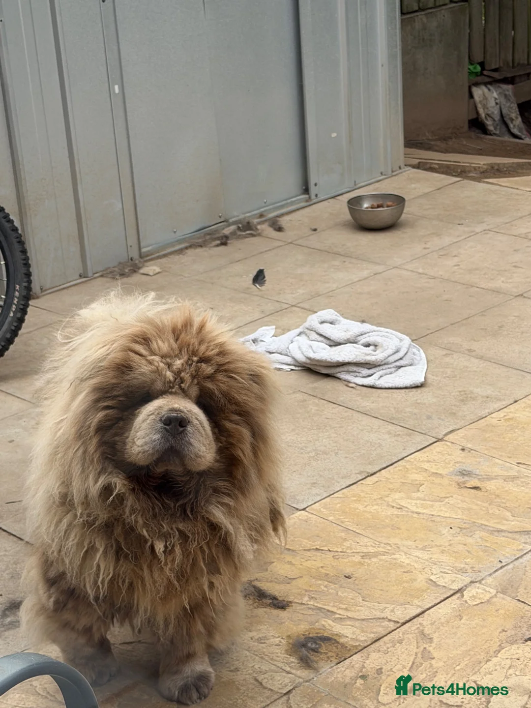 Chow Chow dogs for stud: CASH LILAC MERLE CHOW CHOW STUD  - Advert 2