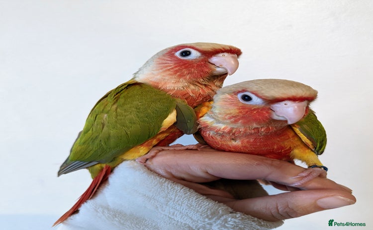 Mixed Breed birds - Advert 1