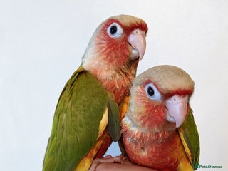 Mixed Breed birds - Advert 28