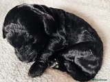 Cavapoo 3 - Pippa Black Girl