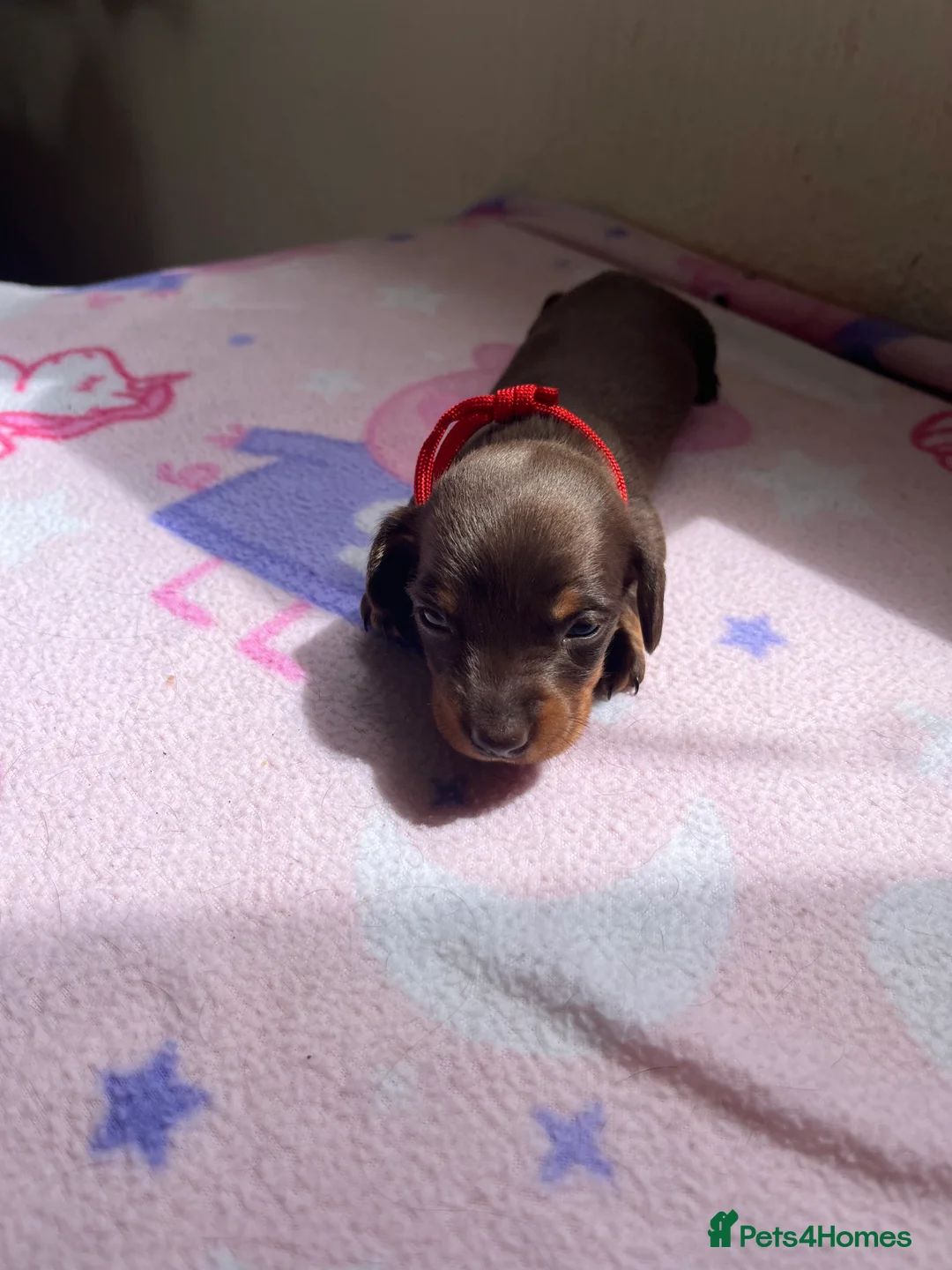 Miniature Dachshund dogs for sale:  Miniature Dachshund Puppies 🐾 in Newton Abbot - Advert 2