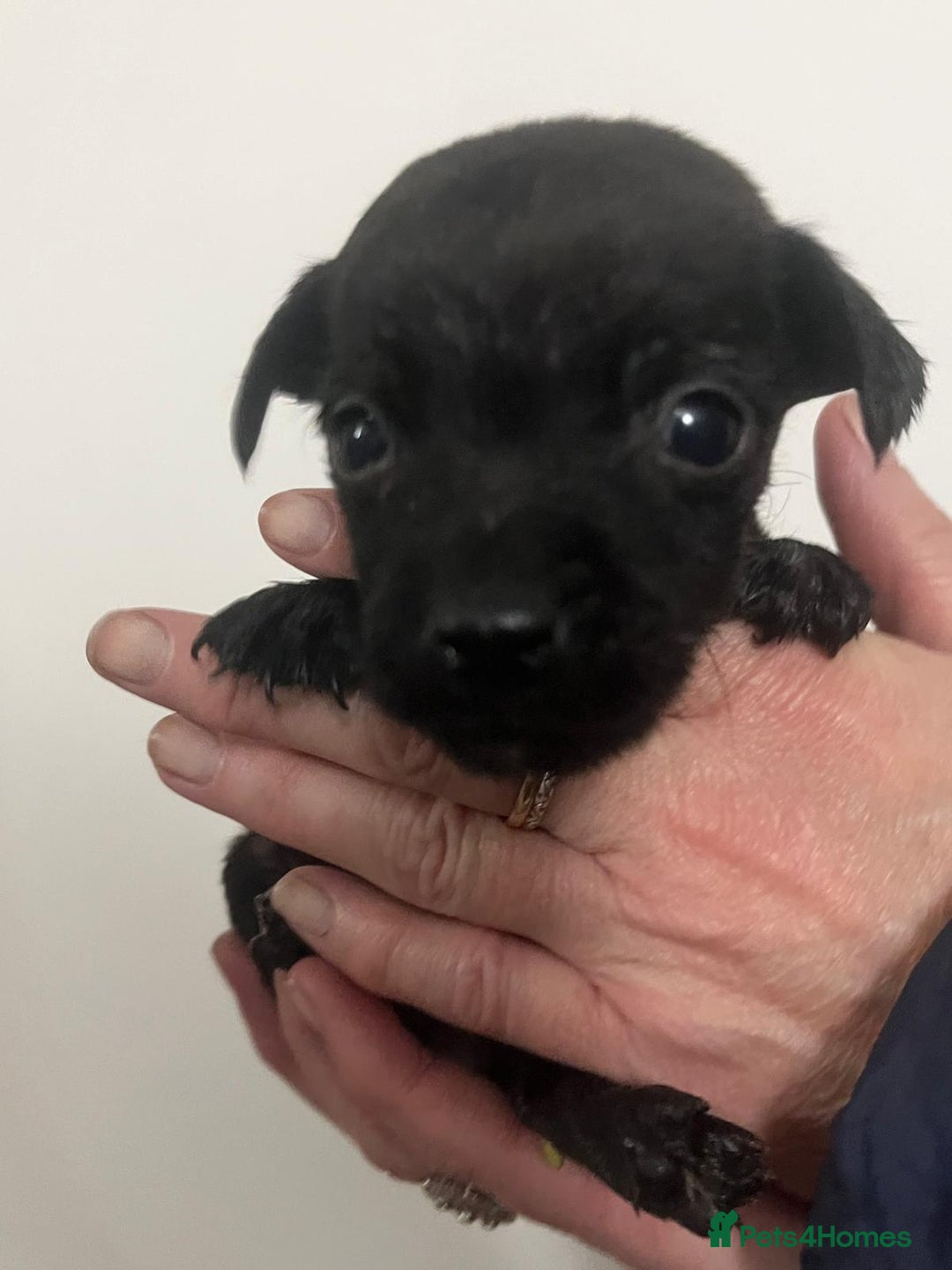 Mixed Breed dogs for sale: Lakeland Patterdale Working lines - Image 12