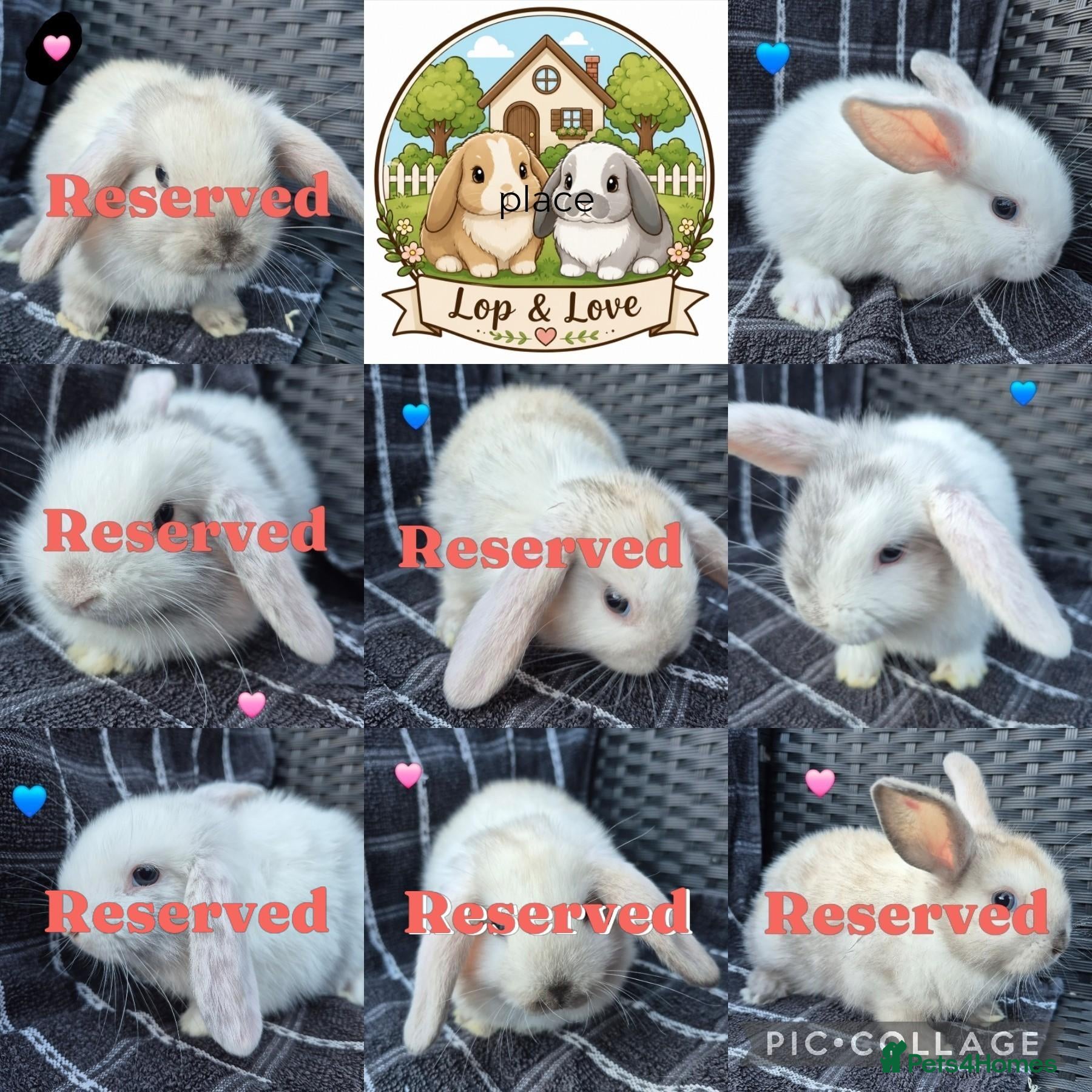 Mini Lop rabbits 💙 READY TODAY! Baby Pure-bred Mini Lop Rabbits - Advert 1