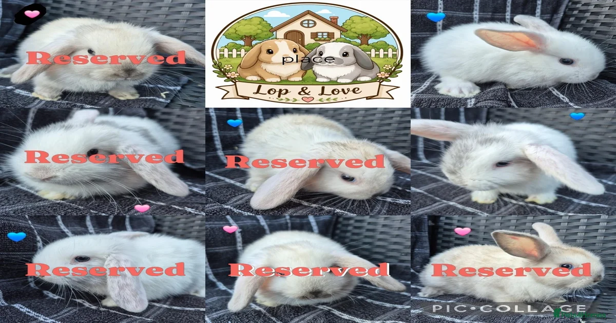 Mini Lop Rabbits for Sale for sale in Barnsley, South Yorkshire ...