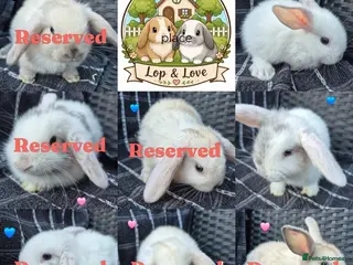 Mini Lop rabbits 💙LAST 2 💙 READY TODAY! Baby Pure-bred Mini Lops! - Advert 1