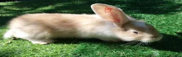 Continental Giant rabbits for sale: PURE Continental Giants - White Eared - Vaccinated - Advert 5