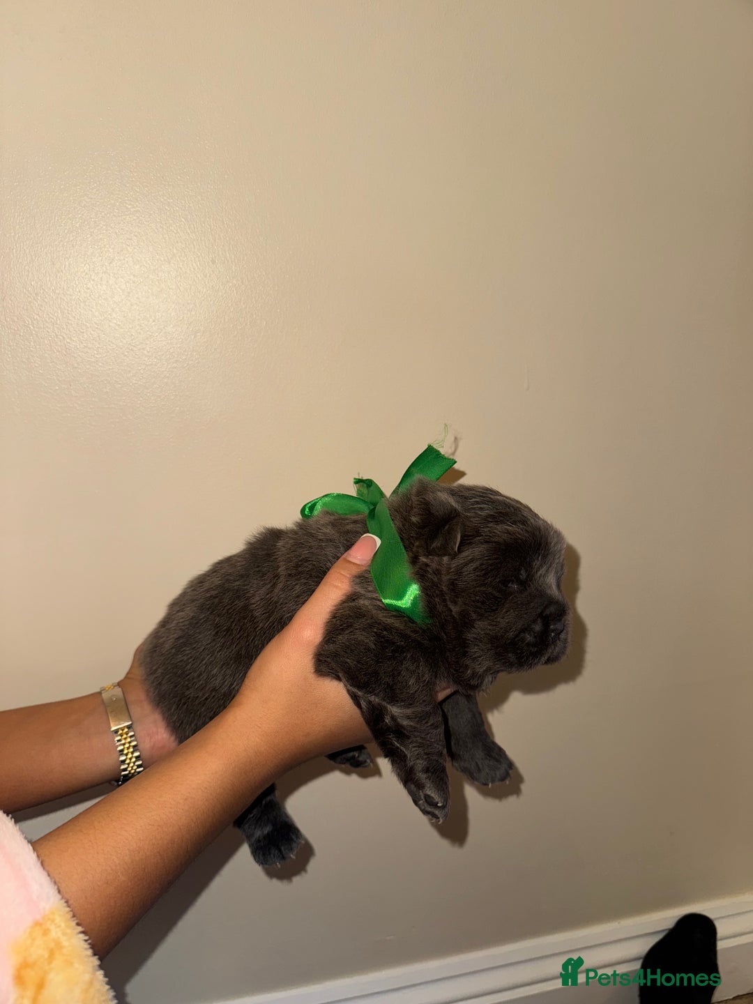 Chow Chow dogs for sale: Stunning kc reg puppies  - Advert 39