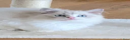Ragdoll cats for sale: INDOOR GCCF REGISTERED RAGDOLL KITTENS - Advert 12