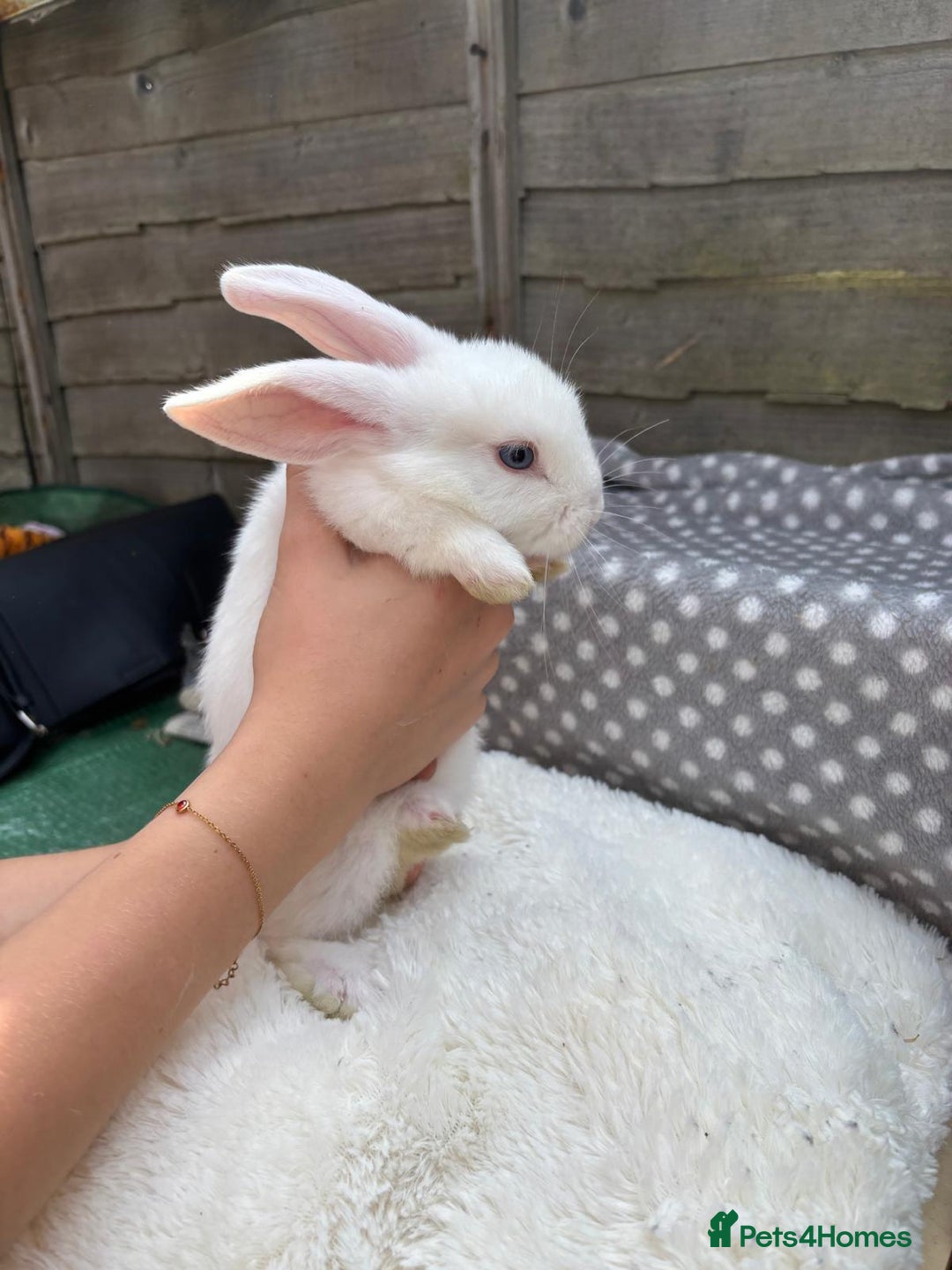 Havana rabbits for sale: 5 little bunnies for sale!! - Image 5