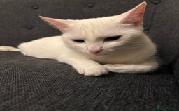 Turkish Angora cats for sale: 1 year Turkish angora Female - Image 1