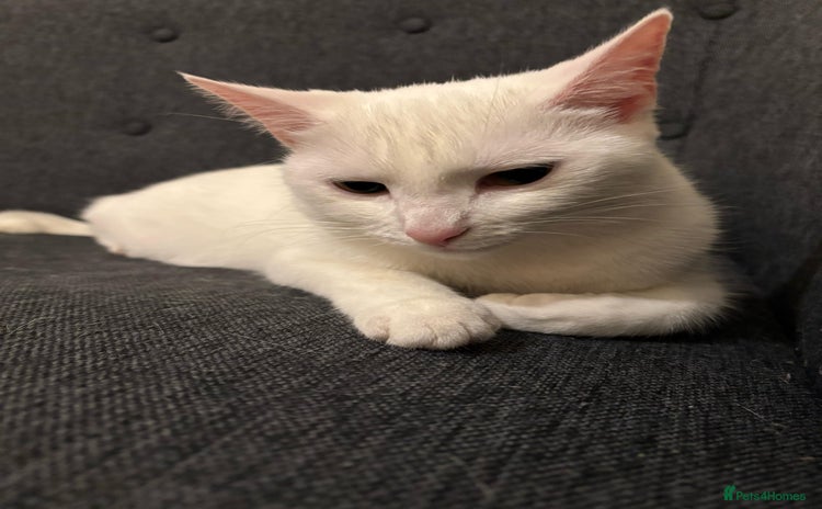Turkish Angora cats - Advert 1