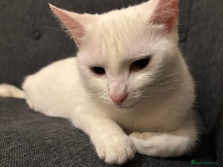 Turkish Angora cats - Advert 5