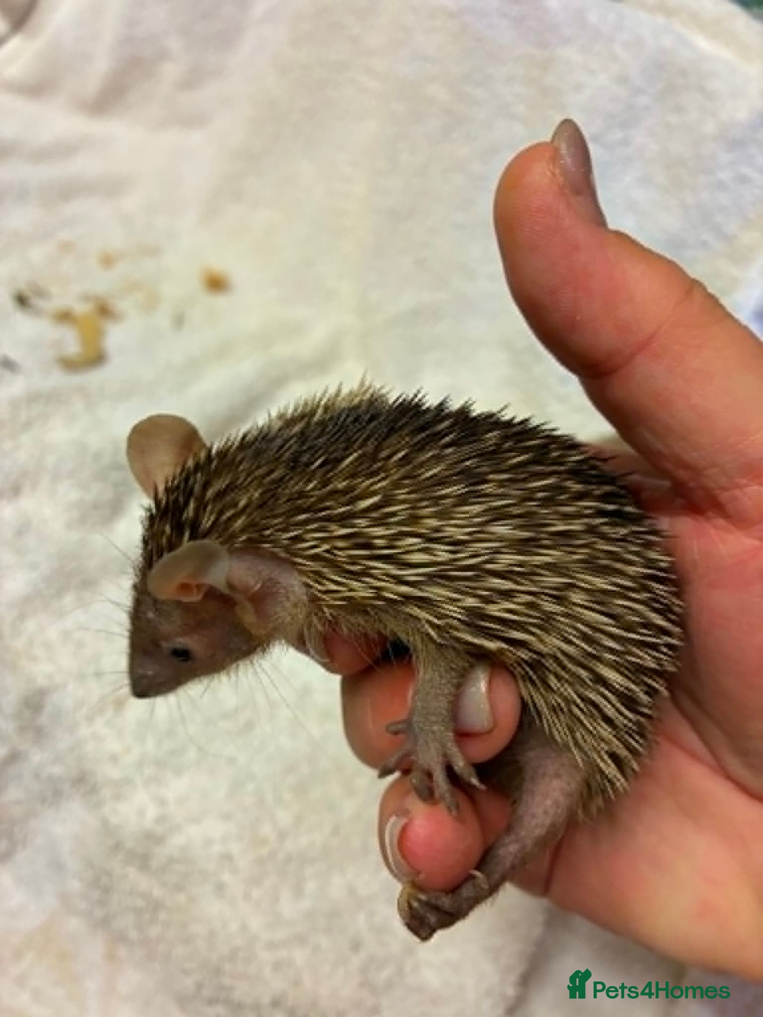 Pygmy Hedgehog rodents Lesser Tenrecs Pairs - Advert 2