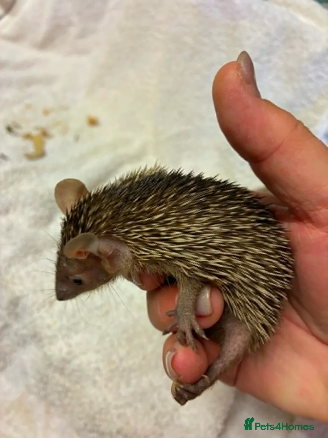 Pygmy Hedgehog rodents for sale: Lesser Tenrecs Pairs - Advert 2