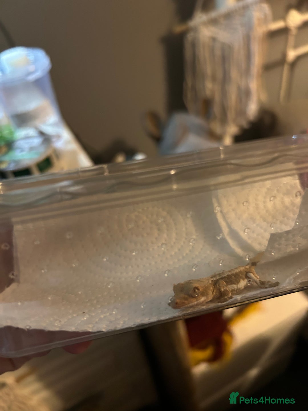 Gecko reptiles for sale: 2 baby crested geckos with full enclosure set up  - Advert 4
