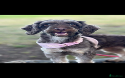 Cockapoo dogs for sale: 4 year old female cockerpoo - Image 4