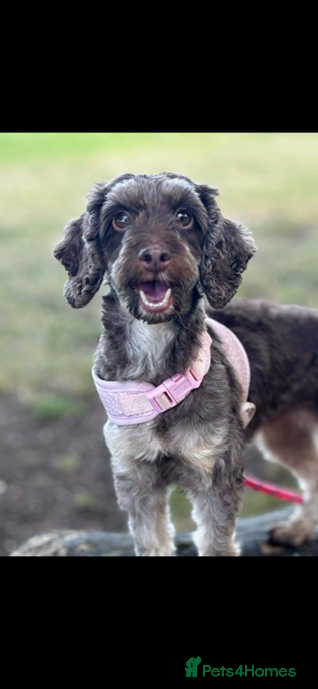 Cockapoo dogs for sale: 4 year old female cockerpoo - Image 4