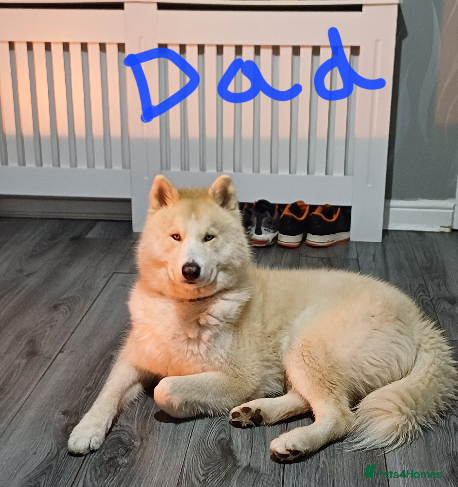 Mixed Breed dogs for sale: **STUNNING HUSKYDOODLES**LAST 1 READY TO LEAVE  - Advert 3