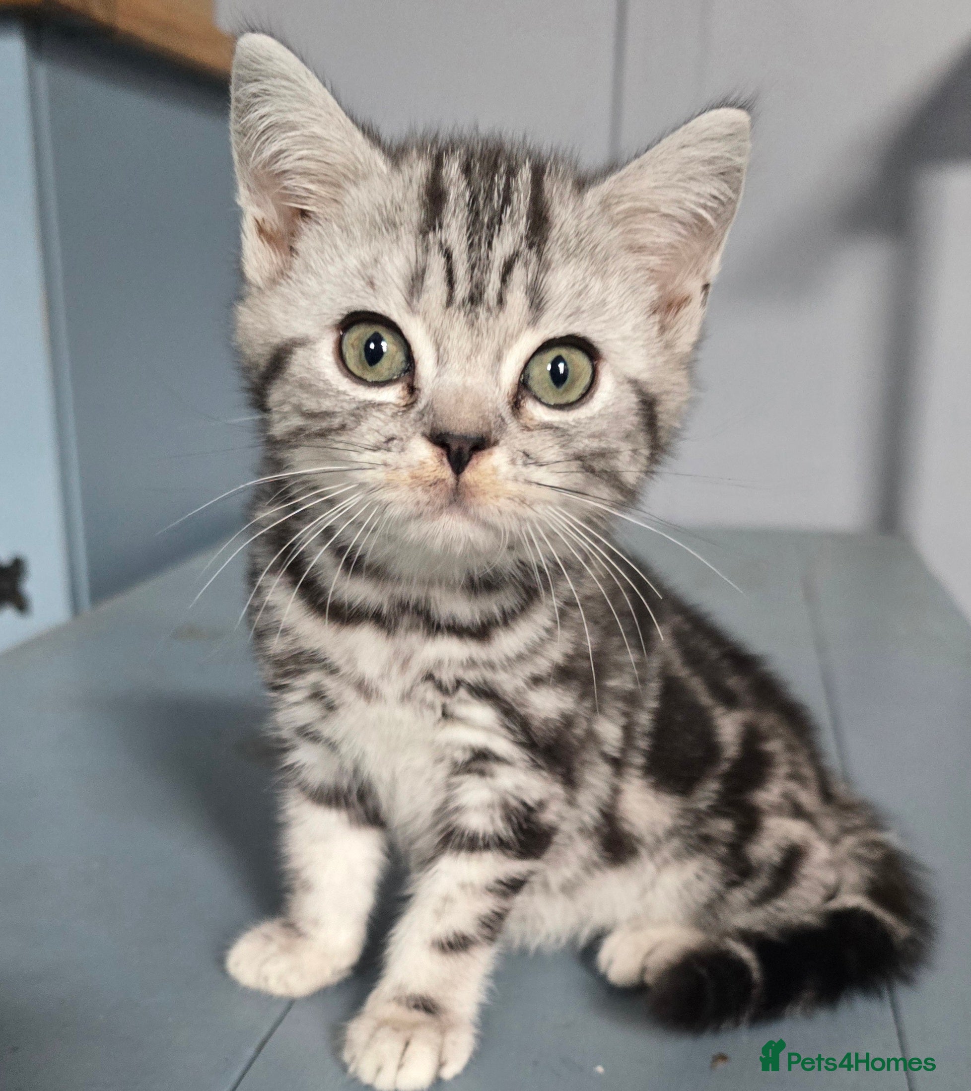 British Shorthair cats Beautiful bsh silver spotty kitten - Advert 1
