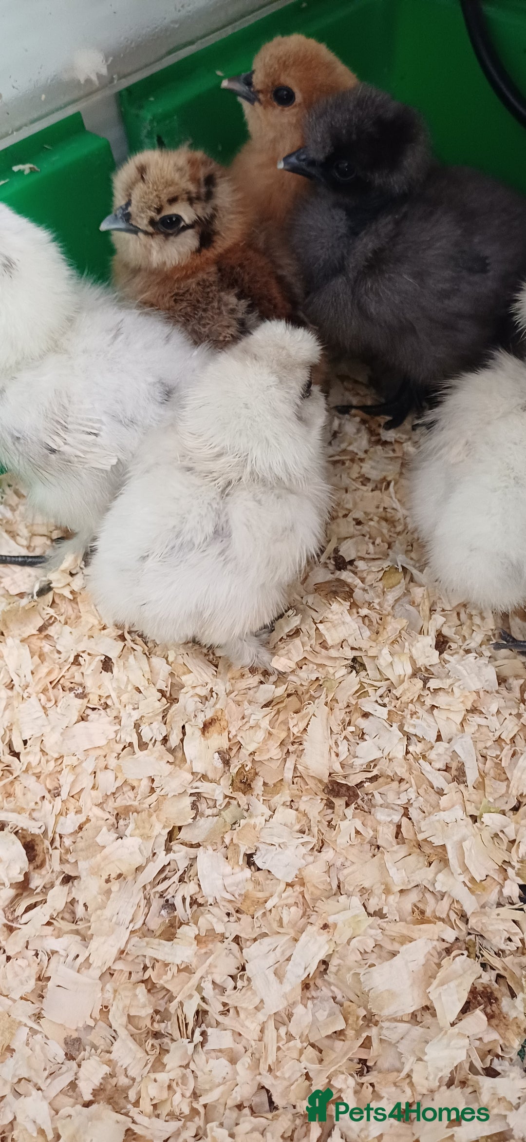 Chickens poultry for sale: Silkie chicks, showgirls and standard - Advert 16