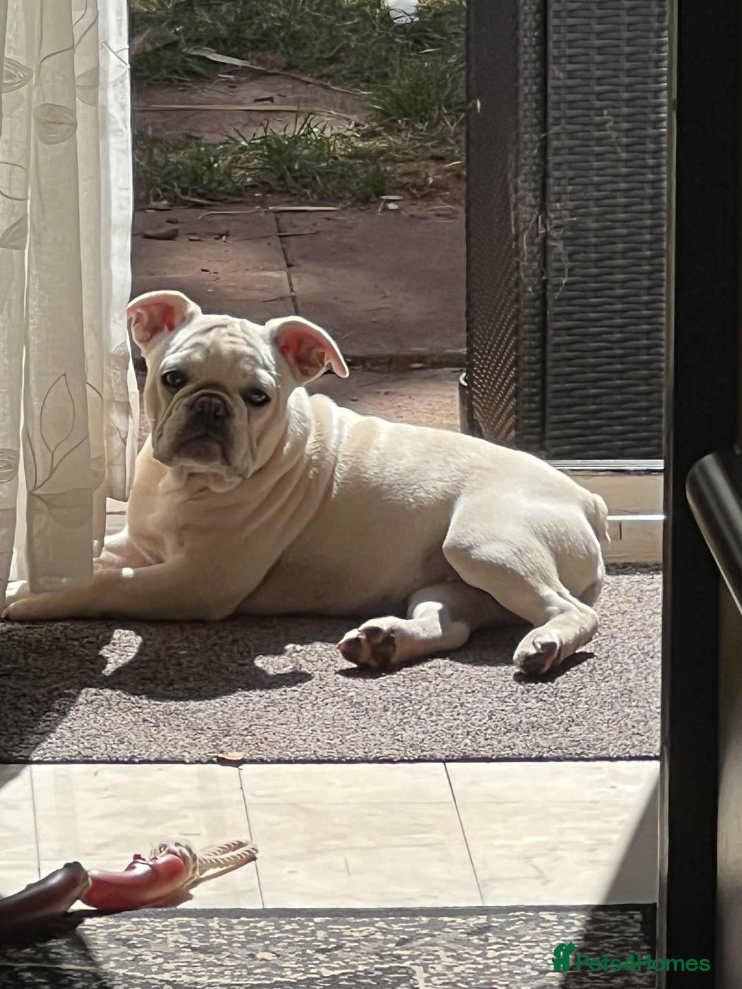 French Bulldog dogs for sale: Frenchie for sale - Image 3