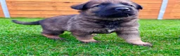 German Shepherd dogs for sale: KC Registered German Shepard Puppies 🐾🐾🐾 - Advert 4