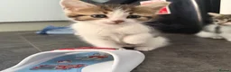 Mixed Breed cats for sale: 6 gorgeous kittens - Advert 6