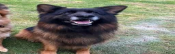 German Shepherd dogs for sale: BONDED MALE & FEMALE REHOMING  - Advert 5