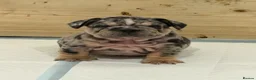 English Bulldog dogs for sale: Pink carrier English bulldogs  - Advert 7