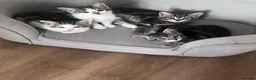 Mixed Breed cats for sale: Kittens  - Advert 3