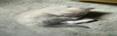 Ragdoll Kitten 4