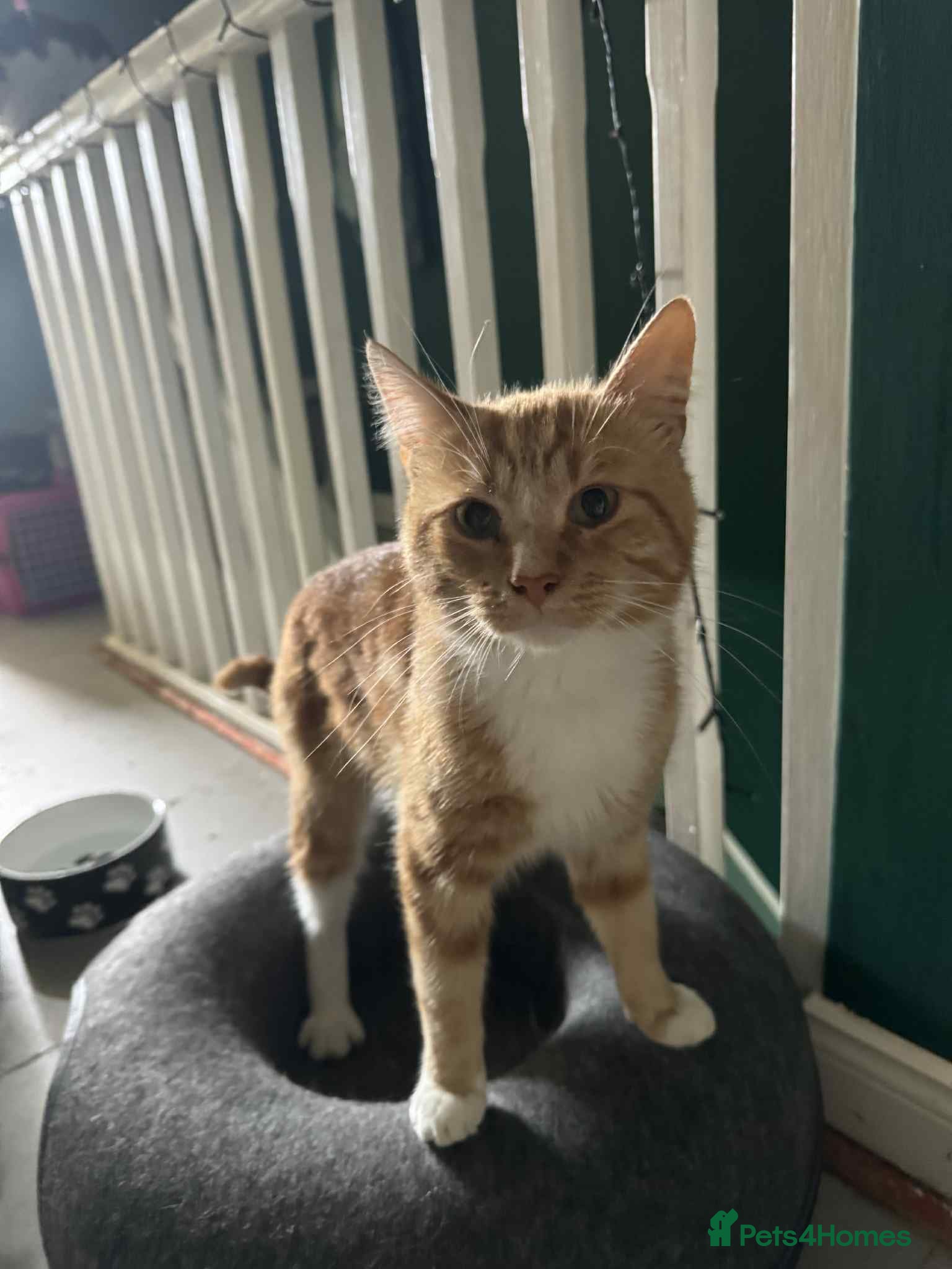 Mixed Breed cats My gorgeous boys  in Loughborough - Advert 1