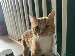 Mixed Breed cats My gorgeous boys in Loughborough - Advert 1