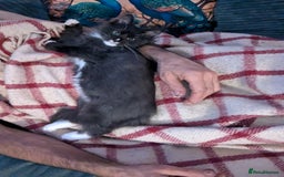 Ragdoll cats for sale: Very fluffy Ragdoll x  - Image 6