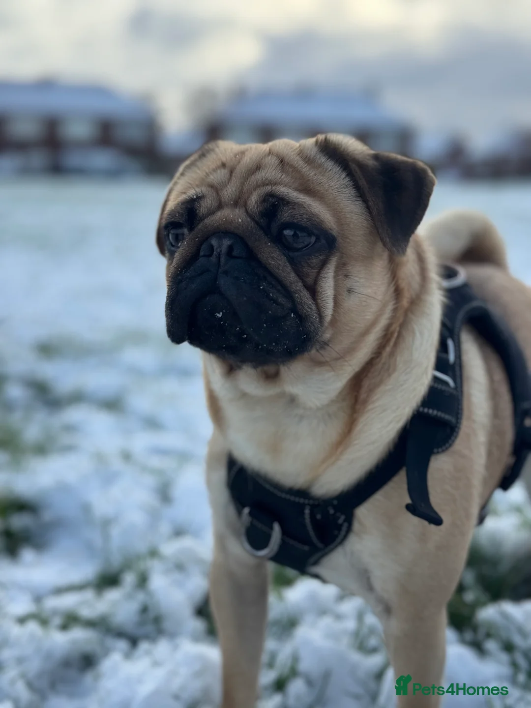 Pug dogs for stud: 🐾Handsome Pug Stud Available🐾 - Advert 1