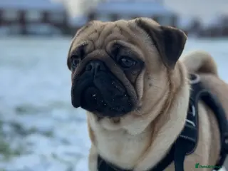 Pug dogs 🐾Handsome Pug Stud Available🐾 - Advert 2