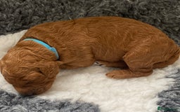 Labradoodle dogs for sale: Stunning red miniature labradoodle puppies - Image 3