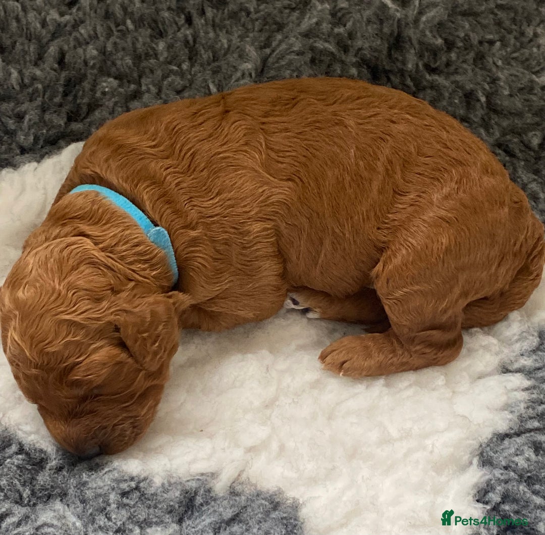 Labradoodle dogs for sale: Stunning red miniature labradoodle puppies - Image 3