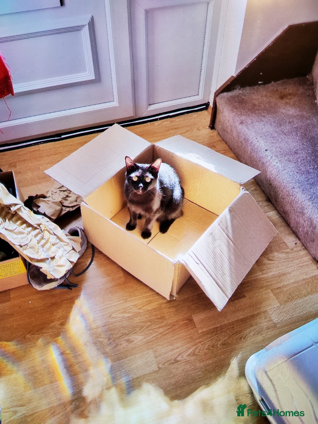 British Shorthair cats for sale: 2 year old black cat - Advert 1