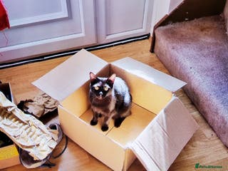 British Shorthair cats 2 year old black cat - Advert 8