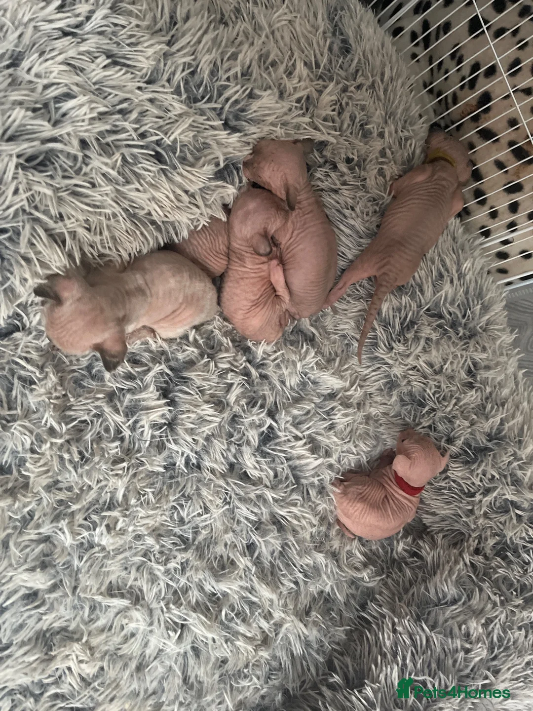 Sphynx cats for sale: Sphynx Kittens  - Advert 2