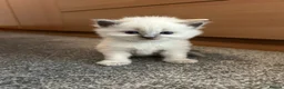 Ragdoll cats for sale: Beautiful Pure Blue Point Ragdoll  - Advert 28